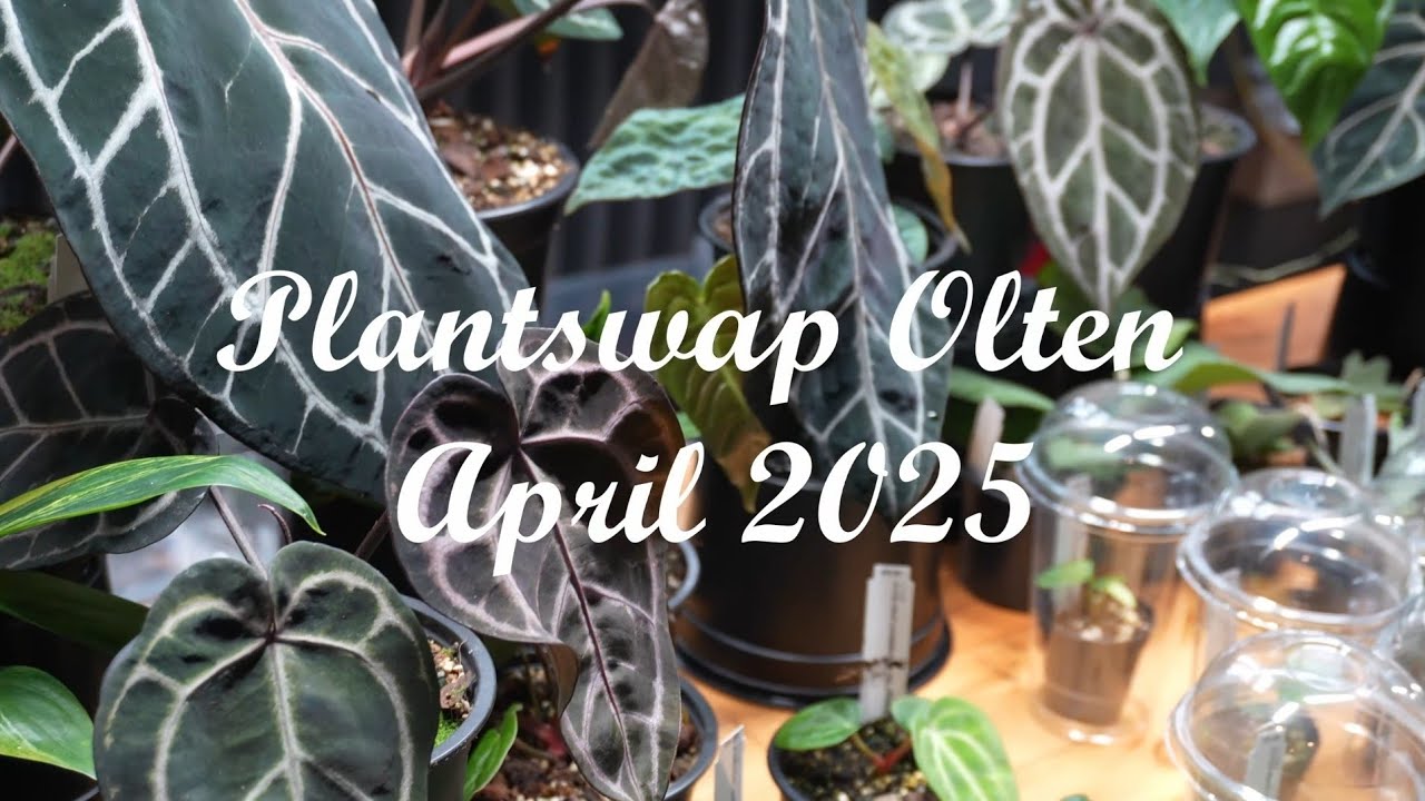 Plantswap in Olten 🌱😍