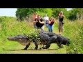 New! Humpback Gator in Lakeland , The Best HD pictures known to exist on the internet!