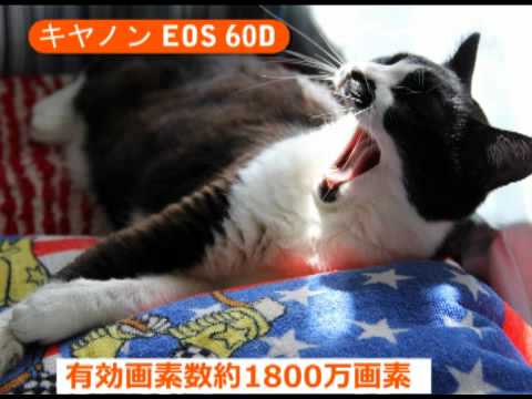 キヤノン EOS 60D (カメラのキタムラ動画_Canon) - YouTube