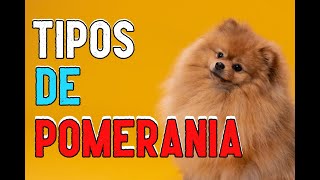 Descubre los Diferentes TIPOS de POMERANIA