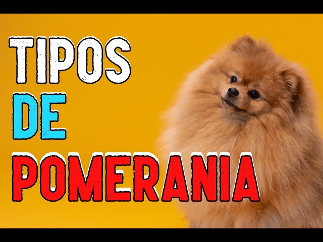 Difees Tipos De Pomerania