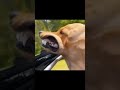 amazing funny videos 2022 2023 #short #top funny cdn 320mp3converter com #trending #funnyvideo.