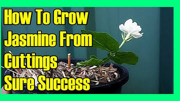 How to Grow Jasmine from Cuttings | Easy Propagation Guide [100% Success]