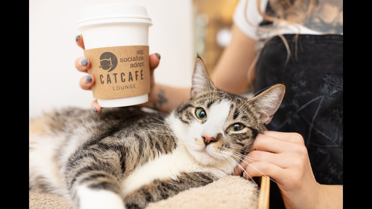 CatCafe Lounge June Fundraiser