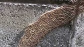 蛾の幼虫 白いふわふわの毛虫 Youtube 蛾の幼虫 白いふわふわの毛虫 Youtube