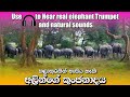 Real sound of elephant trumpet     elephant sounds srilanka wildlife travel