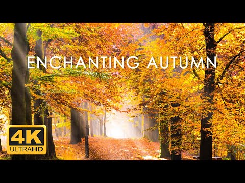 Incredible Fall Foliage - Best 4K Autumn Nature Scenes from Around the World + Calming Music