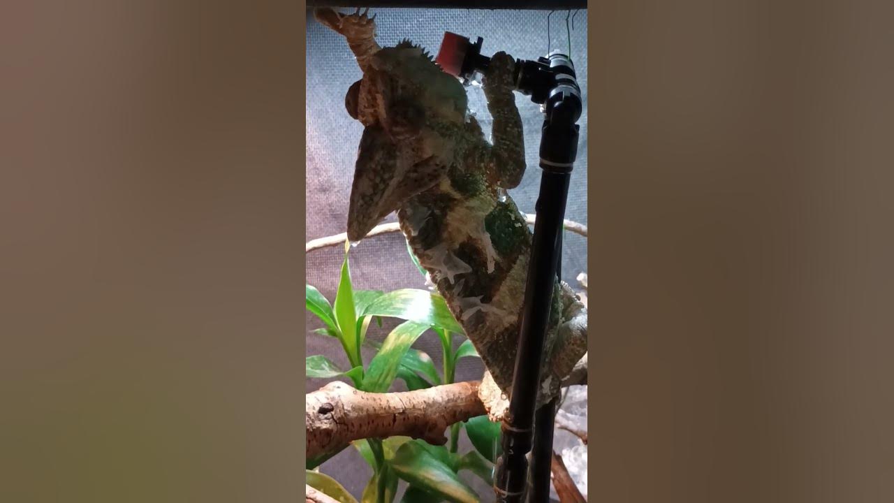 【Rango715】 🦖Rango My Veiled Chameleon 🦖singing in the shower🤣カメレオン