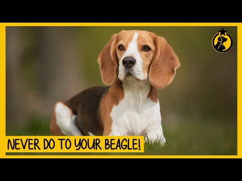 Videó: 5 tipp a Beagle megakadályozásához a pórázon