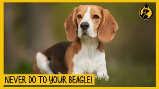 5 Things You Must Never Do to Your Beagle