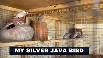 Java Sparrow Complete information in Urdu / Hindi  | Java Finch | Pets Vlog