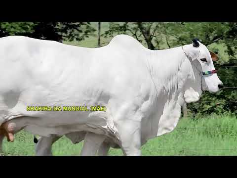 LOTE 09   DIOR DA MUNDIAL   MUN 5233 zap