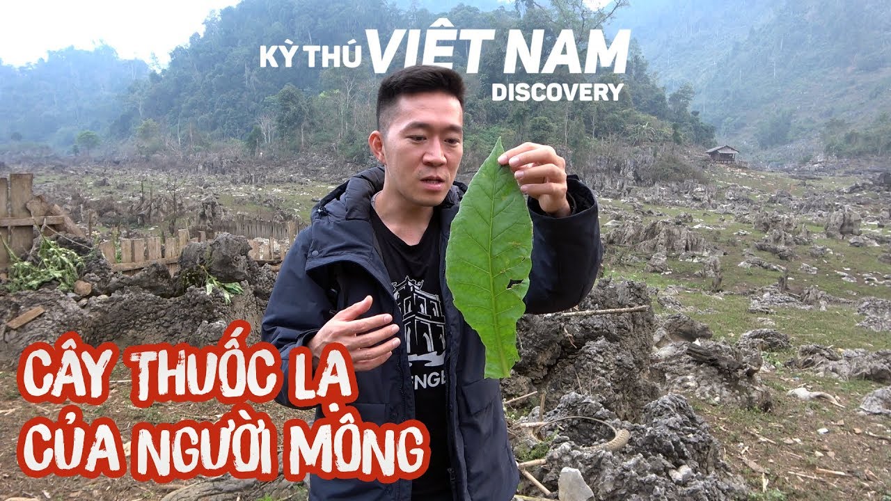 Cây độc đáo được giới trẻ săn lùng ở Mộc Châu [Tập 3] Kỳ Thú Việt Nam Discovery
