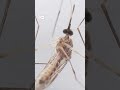 दुनिया के सारे मच्छरों को मार दें, तो क्या होगा? [Should we kill all mosquitos?]