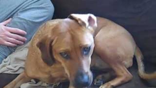 My Rhodesian Ridgeback Beagle mixes just lounging around