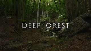 [Deep Forest] Relaxing Music with Nature Sounds and Deep Healing for Stress Relief, Meditation