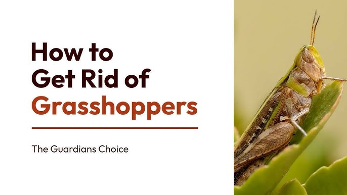 How To Get Rid Of Grasshoppers In The House