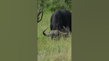 WAIT - HUGE Male Buffalo Runs at me in Kruger
