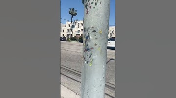 LAPD CODE 3 SHORTS #policechase #live #shortsfeed