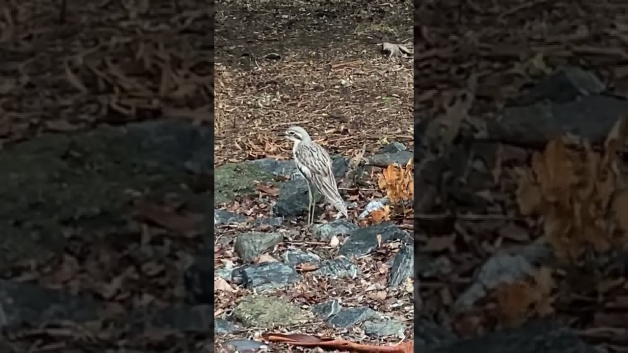 Bush Stone Curlew Victoria Park. Man these are hard to spot.