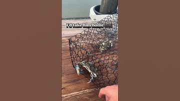 What’s in the Crab Trap???🦀 #crabtrap #crabbing #crab #saltwater #peaceful #outdoors #lowcountry