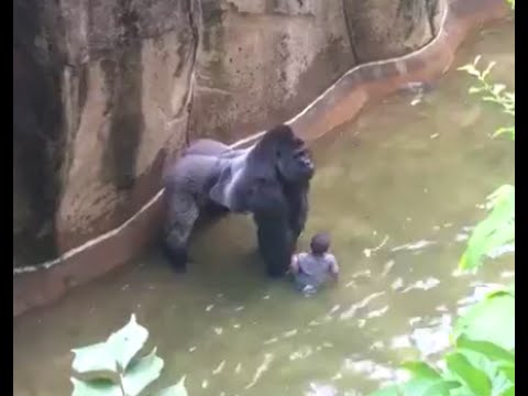 gorilla harambe was shot to save a kid in cincinnati zoo hd youtube