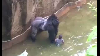 Gorilla Harambe was shot to save a kid in Cincinnati zoo [HD]