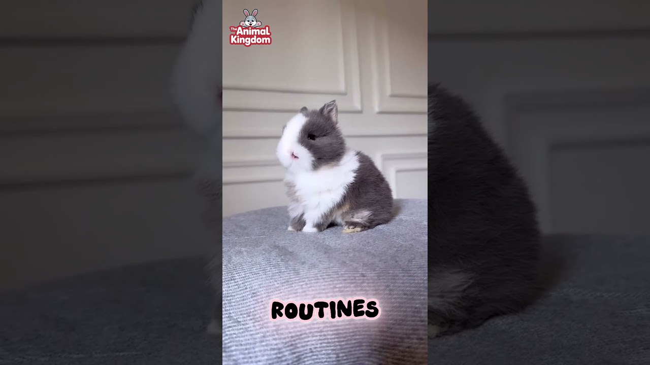 10 главных особенностей карликового кролика породы Нидерландский карлик 🐰