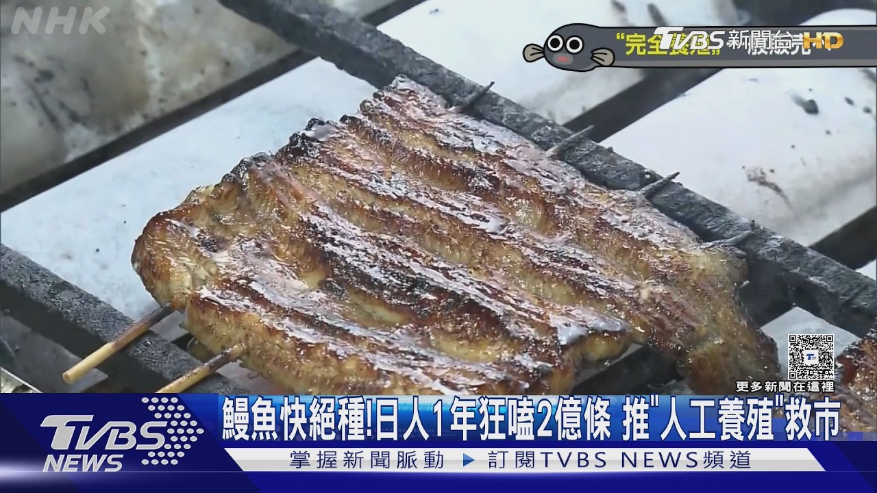 鰻魚被吃到快絕種!日本人1年狂嗑2億條 推「全人工養殖」救市｜TVBS新聞 @TVBSNEWS01