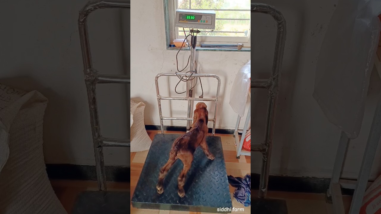 Birth Weight 3.5 kg Beetal Female Kid 