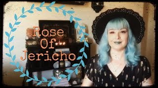 WitchCraft ✧ ROSE 🥀 OF JERICHO
