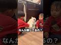 愛犬に1歳児と6歳児がこんな事をしてました… #日常 #赤ちゃん #フレンチブルドッグ