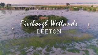 Fivebough Wetlands Leeton NSW