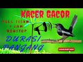 Masteran Kacer Full Isian Jernih Durasi Panjang mp3 | Masteran Burung Kacer Full Isian mp3