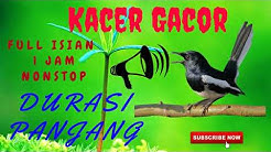 Masteran Kacer Full Isian Jernih Durasi Panjang mp3 | Masteran Burung Kacer Full Isian mp3  - Durasi: 1:00:10. 