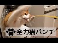 【全力猫パンチ集。ねこじゃらしでエクササイズ】ノルウェージャンフォレストキャット。召使いは今日も猫様のサポートに励ませて頂きます