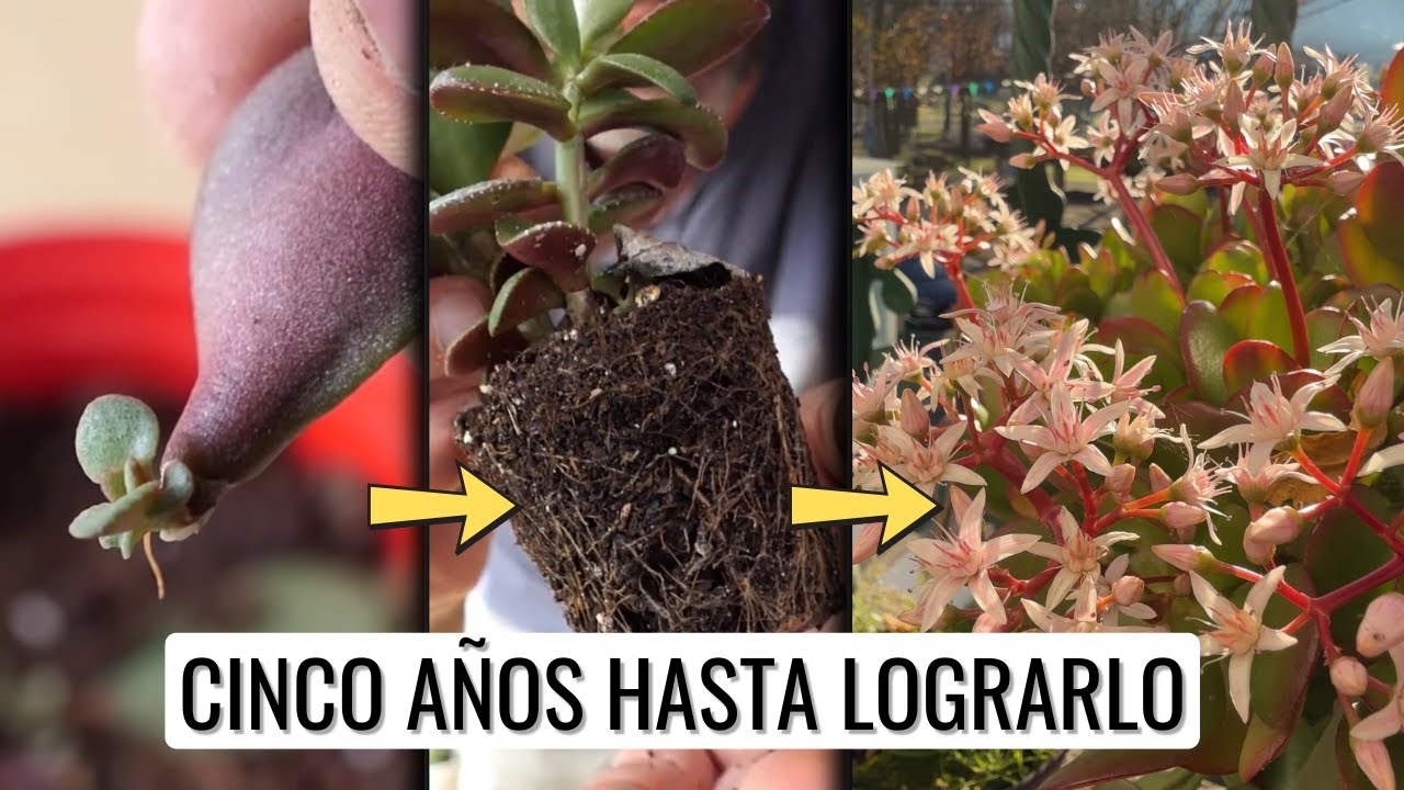 HE TARDADO CINCO AÑOS EN CONSEGUIRLO: cómo cuidar y trasplantar tu Árbol de Jade || en20metros