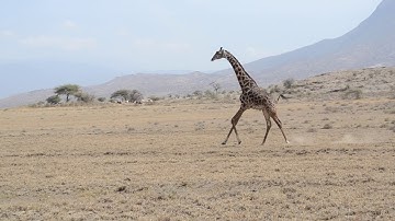 Giraffe Running