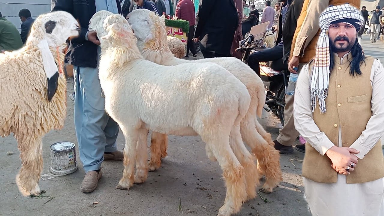 Lahore Mandi update Mundra chhatrie kajle chhatre nagare bakre makkhi ji ne bakre Sajjad Lahori shoq