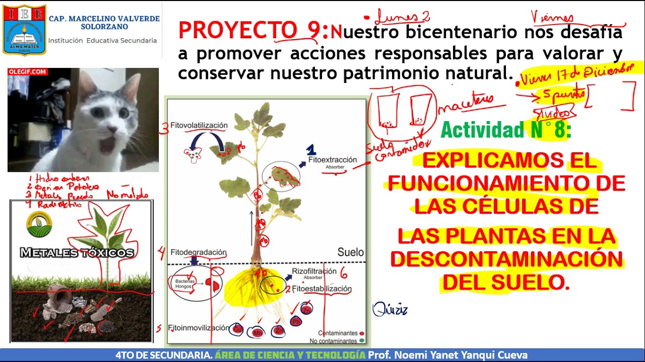 4to CyT EXPLICAMOS EL FUNCIONAMIENTO DE LAS CÉLULAS DE LAS PLANTAS EN LA DESCONTAMINACIÓN DEL SUELO.