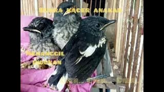 Suara Anakan Kacer Cier Cier//Pancingan Buat Memanggil Indukan Datang