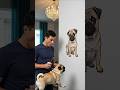 desenhar pug #shorts #shorts #desenho