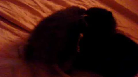 Watch the video about Baby Manx Kittens Learning to Walk