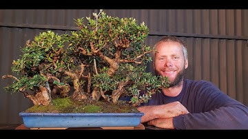 Bonsai,  Old Growth Olive Forest How to, Aussie Bonsai Bloke
