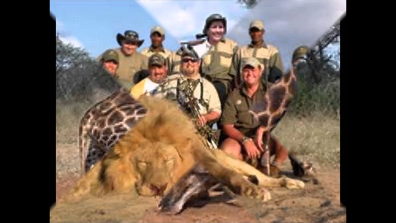 no a la caza de animales en peligro youtube no a la caza de animales en peligro youtube