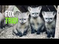 San Diego Zoo Safari Park Welcomes Three Bat eared Fox Kits