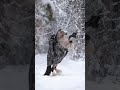 Princess Sheikhamahra Princess Dubai Sheikhamahra Ytshorts Shortfeed Shorts Viral Princess Sheikhamahra Princess Dubai Sheikhamahra Ytshorts Shortfeed Shorts Viral
