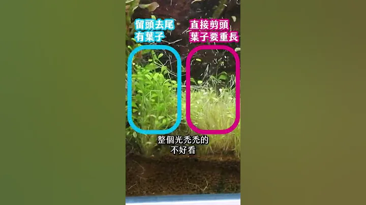 水草缸不是長高剪掉就好，剪水草2個原則！How to Trim Aquarium Plants #Shorts - 天天要聞