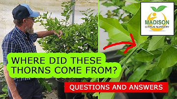 The Surprising Reason Your Tree Branches Are Thorny - Citrus Trees