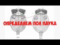 Паук мне друг? #8: Определяем пол пауков птицеедов.